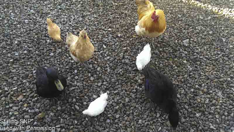 Free range birds